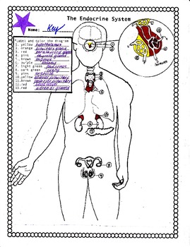 Endocrine System Coloring