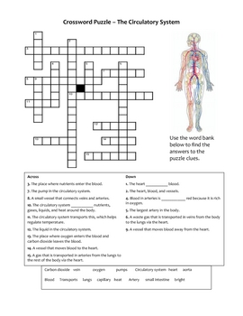 Crossword Puzzles on Crossword Puzzle   Circulatory System