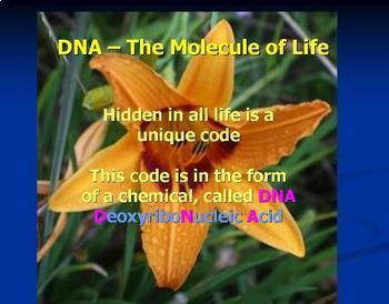  Replication  on Dna Structure Powerpoint Animation Of Dna Structure And Replication