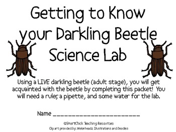 Darkling Beetle Anatomy