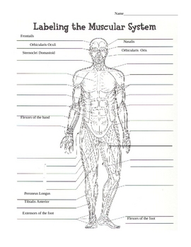 Muscle Identification Worksheet